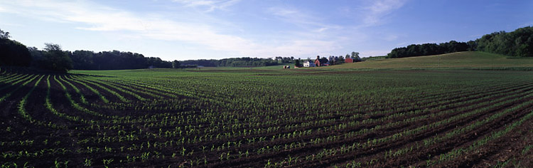 Dane County cornfield in early summer